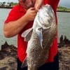 Joseph Edgin of Houston caught and released this HUGE 34 inch Drum while fishing with crab