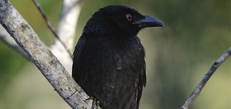 Rather unrelated to other birds, drongos are fast as greased lightning and snarf up flying insects with alacrity and skill. Like many excellent fliers, they are tame and afford us bird photographers easy pickings. They will often sit in the shade and dart out to grab an unsuspecting insect before it can react.