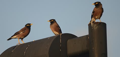 Common Myna are founds in many residential areas of Australia, although government officials are trying to eradicate them (such as in Cairns). This species originated in the European continent but has been introduced in many areas around the World, such as South Florida, which has many infidels, like UM.