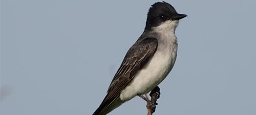Eastern Kingbird: Black top, white below, white tail tip.
