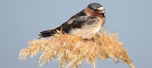 The swallow most helped by the overpasses is this Cliff Swallow, a very colorful species up front. Their buffy forehead tells you it’s not a Cave Swallow, and the shorter tail and whitish undersides eliminate Barn Swallow. The name? Obviously, nesting on cliffs eliminates about as many predators as nesting under bridges over highways.