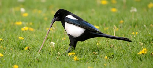 This Black-billed Magpie is having a tugging match with an earthworm, and when the worm finally relented, the (I swear) magpie fell on his, um, retrices. Power to the inverts, Vernon! BTW, the maggies were having a lot of luck with worms on this flowered lawn at Yellowstone Headquarters, so they may know something we don’t.