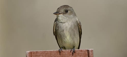 West of the Great Plains is the “other” species of wood-pewee, the Western. Its dark “vests” can be a little reminiscent of the larger Olive-sided Flycatcher, and its habit of making long, aerial forays differs from the Empidonax flycatchers. Their pee-wee note is harsher than the clear whistle of the Eastern.