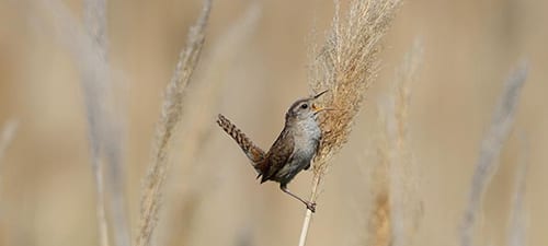 With this part of the West mired in drought, there are more Marsh Wrens than usual on the reeds – and that means their song’s everywhere! They cock their tails and show the orange of the inner mouth – looking like a baby bird. Some will build many nests, making any predators have to sort through multiple nests to find the eggs or young.