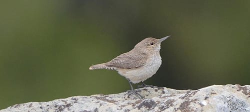 Well named is the Rock Wren of the West, who loves rocky cliffs and such. Like other wrens, they are real songsters, often perching atop the largest “boulder” in Colorado. Notice how rock-like their colors are, with House Wrens of the dry, open areas having a bit more color, and the Carolina being a r ich, reddish-brown for the deeper woods. It’s really interesting watching var ious members of families and seeing why they are the colors they are.
