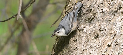 Nuthatches easily move up and down the bark, and this one has a mouth full of ants.