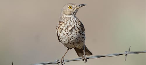 I wonder how many of the 2200 fine people on the list know what this bird is. It’s a Sage Thrasher, a nester in the dry, sage country of the American West. In this drought, they have moved from the upland sage around the railroad station behind the Great Salt Lake (Promontory) down to the Lake itself -as did the Chukar. Being adaptable is a great thing.