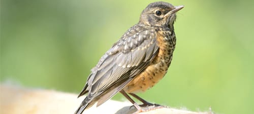 This young robin awaits food while he shows off the spots many of his relatives sport as adults. Young birds swap gaudy colors for patterns that may hide them and help them to survive. They can’t reproduce anyway. Spots & streaks, p lus the absence of bright colors, constitute some of the juvenile colors/patterns we associate with young birds.