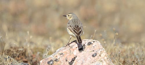 Lastly, an American Pipit, in the breeding plumage few of you have seen, sits at 12,000 feet at Bear Tooth Pass, along with the Black Rosy-finch I showed you last week. It’s hard to take his perch for granite when it looks so marbleous. Pipits bob their tails like Palm & Prair ie Warblers and phoebes, and are slender birds with very high-pitched voices. Despite their occasional lust for dry ground, I hated to see their old name of “Water” Pipit discarded.