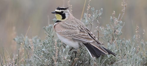 Horned Larks are abundant birds of the Central and Western Plains, though not in human populated regions. Their “horns” are both ornamental and supposedly help them hide, and the black tail with white outer feathers is a common theme with birds of the open lands, Worldwide. They also have the long hind claw, called a hallux. The black mask, yellow front and black bib are all prototypical of grassland species.