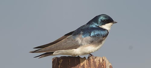 Swallows are extremely good fliers and feed entirely on the wing. These Tree Swallows are not quite the long-distance migrants other swallows are, but they do winter in the South and Mexico. The blue back and shiny white undersides give them a real brilliance and the cheery calls make it no wonder people put out boxes for them.