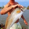 Steve Koziol of Spring TX nabbed this nice 25inch slot red while fishing a finger mullet