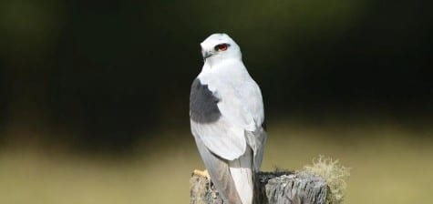 Not unlike our White-tailed Kite, the Black-shouldered Kite hunts rats and lizards from mid-level perches in open country. With the same red eyes they can watch for prey in dark, shady areas or very late in the afternoon. Kites have pointed wings not unlike falcons, but their flight is slow and deliberate, diving feet first.