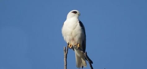 From the front they are a real “white kite.”