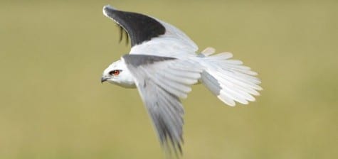 These are obviously similar to our white-tailed, but more stocky, and shallow on the wing-beat. The broad tail helps birds with wind or thermals, and the red eyes peer into dark spots for meals. Including those in Africa and South America, this bird, with all its species, covers much of the World’s area.