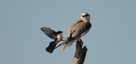 Uh, yes.	 Willie Wagtail	 1 Chicken Hawk	0 (young Black-shouldered Kite) 