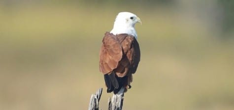 A real beauty is the Brahminy Kite, with a garnet mantle and white head. They are found around the lowlands near the coast of the northern half of Australia, and regions closer to the Equator as well. Their diet includes a plethora of vertebrates but snakes and lizards are high on the list