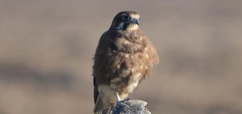 By far the most abundant falcon in Australia is the Brown Falcon, a near-Peregrine-sized bird with a dark chocolate plumage. They are denizens of open areas (like most falcons) so they can use their speed to chase down prey – usually birds. They are one of the many Australian species to have great variability in plumage.