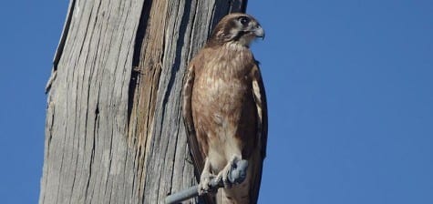 Brown Falcons are highly variable, as are many Australian birds.