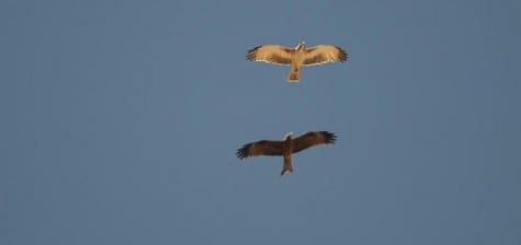 This Little Eagle was kind enough to fly near a Black Kite and show us the diminutive size for its “eagle” species. When learning raptors, it is very important to notice length and shape of wings and tail, and the width of the wings. Go ahead! The kite (below) has a longer, forked tail, narrower and longer wings and uses wind more than the eagle, who probably used thermals more than the slender kite. 