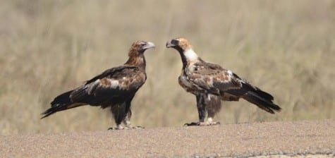 These are two Wedge-tailed Eagles, and because I am an ornithologist, I could make out the right one screaming, “How long are we gonna stand on this hot pavement?” This is the inland species of eagle in Australia, a close relative of our widely-scattered Golden Eagle. There are actually several species of the genus Aquila in the World.