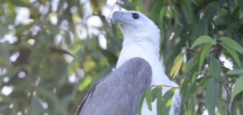 The White-bellied Sea-Eagle, the dominant force around air above Aussie waters. Bare tarsi means no wet feathers, which cuts down on weight as the bird hauls off the large fish it snatched off the water’s surface. They have a white head to peer into the water better and dihedral wings to utilize winds more than thermals.