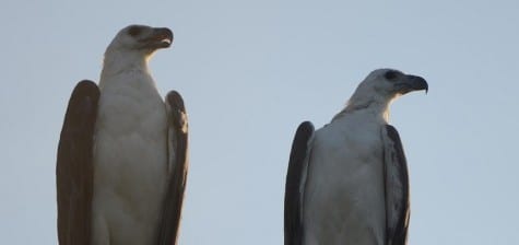 Here’s a pair of White-bellied Sea-Eagles discussing love and marriage. The larger female is on the left, like so many American couples, politically. ;)