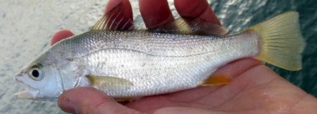 Sand Perch -alias Yellow Tails- are also mistaken for sand trout