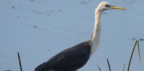 The larger White-necked Heron is Reddish Egret-sized, well named and uncommon. It reminds me of our Great Blue X Great White hybrid found in extreme South Florida, though that bird is much larger. I believe that name was Wuerdemann’s Heron, but I’m not sure. And it was only a hybrid.   