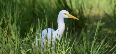 This looks like perhaps another Great Egret but notice the rounded head. This is the very common Intermediate Egret, found from salt water through the freshwater ecosystem of Australia. Like the name implies, it’s midway between the huge Great Egret and the smaller species like Green and Pied Herons, etc.    