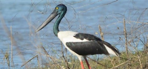 “Jabiru” is actually a Black-necked Stork, with a canoe-sized beak. The name “jabiru” is correctly used for the monstrous, white stork in Tropical America, even larger than this avian dinosaur. Can you imagine what they can do to small prey items with that bill? The curious green neck and head is curiously offset by the bright legs, and the yellow eye.  