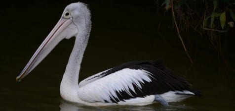 Another one of Australia’s many black and white birds, their White Pelican swims with huge, powerful feet on short, muscular legs. All the pelicans on Earth which are white feed by swimmingand scooping fish in the shallows, while the dark ones dive out of the air into surface-feeding schools, like our Brown Pelican. 