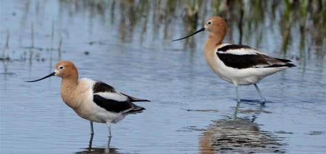 Here’s a pair if American Avocets, and you can distinguish the gender by evaluating the curvature of the beak (as is the case with many shorebirds). Females have a greater curve on the bill. It would be an interesting study to observe the feeding behaviors of the two avocet sexes and ascertain any differences which might be based on the bill curvature. 