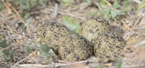 Here is a clutch of stilt eggs.  