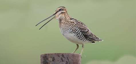 The old “Common” Snipe (meaning “common to the Old and New Worlds”) is now the Wilson’s Snipe, named for Alexander Wilson (now thatthe old species is split). Thetruth is, most species whose range extends from the Americas to the Old World probably are either a separate species or are diverging as we speak – when there is no gene flow across the World’s oceans.  