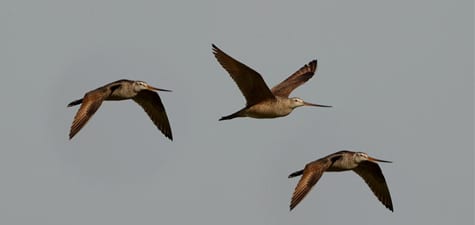 Here’s a nice flight of all-in-focus Marbled Godwits, not quite settled into theirpairs of the breeding season. Godwits and curlews have long, strong wings and they are powerful fliers. Of course, virtually all shorebirds are excellent on the wing, and most also have very long migrations – many from the Arctic (nearly) to the Antarctic.  