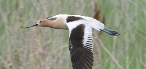 Shorebirds, like waterfowl and many other waterbirds, fly with their necks extended for balance. Sinceavocets don’t leave the Continent in fall, they can get along without long, pointed wings for long flight. However, they do have black primaries, which will often indicate a migratory, white bird.  