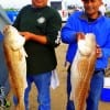 Fishin buds Baldo Pinera and Ray Chapa double their fun by catching and releasing these 34 and 36inch bull reds they took on finger mullet