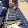John Overton of Alvin TX took these nice mackerel and trout on a Tony Acetta Spoon