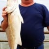 Mark Tallis of Spring TX fished a ginger mullet for this 30inch tagger bull red he tookon finger mullet