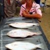 Patrick Coates and Sharon Barker of Koontze TX tailgated this nice mess of flounder caught on finger mullet