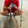 Surf wader Donnie Lucier of Winnie TX caught and released this HUGE stingray he took on an Assassin