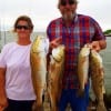 The Steves of Freeport TX fished cut mullet to box these nice slot reds