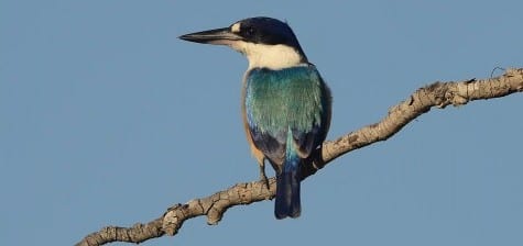 Forest Kingfishers are largely terrestrial birds but are still plentiful around the water as well. They are easily Australia’s most abundant kingfisher and are smart-looking and tame. Many kingfishers (and our bluebirds and buntings) may have some camouflage advantage against the sky with their blue colors.