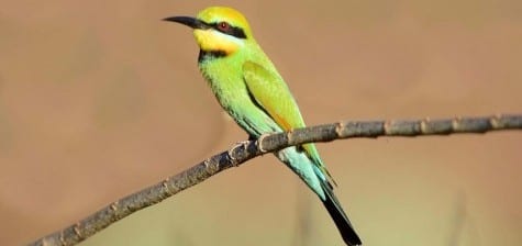 No such problem with the Rainbow Bee-eater, agaudy and friendly bug-hunter found all over Aussie Land. Their black mask says, “hunter,” and the long bill is used effectively for grabbing and beating bees on limbs. Bee-eaters are Old World and Africa really has the corner on the market on them, especially the magnificent Carmine Bee-eater. 