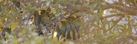 I found a few species like myna to be roosters, but I never expected to find a roost of bee-eaters! They were in Townsville, right along the coastline. By my count there are 15, and I suspect there were over 200 in the entire patch of trees. I’d like to learn more about the roosting behavior of birds, advantages and disadvantages, in time. 
