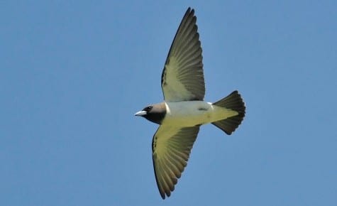 Related to Tree Martins are wood-swallows, with about a half-dozen roaming Aussie air space. The bill tells you they also eat fruit – which we saw – so they are omnivores. The swallows we have in the US are more related to Aussie tree martins than these birds seen above. Wood-swallows are not found anywhere in the New World.    