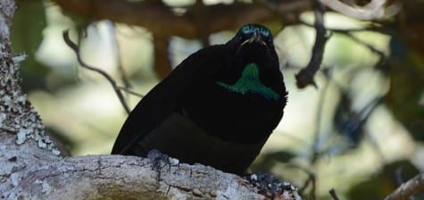 Here’s another male riflebird, showing off its blue.    