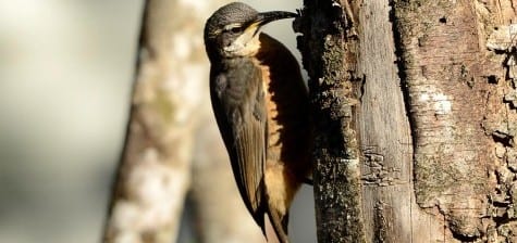 The female riflebird is using its long, decurved bill to get into the bark for grubs. There are no woodpeckers in Australia, so the bark-working niche is open to unrelated birds like riflebirds. Obviously, they lack the tail of the woodpecker, and use their bill a bit different than the hammer of woodpeckers