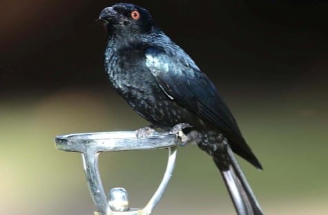 The Spangled Drongo has no fear of people or populated areas, and just sits around waiting for some poor bug to fly by. The red eyes (presumably) allows it to function in very dark areas (deep shade), and there are other insectivores around the World that have those same eyes.    
